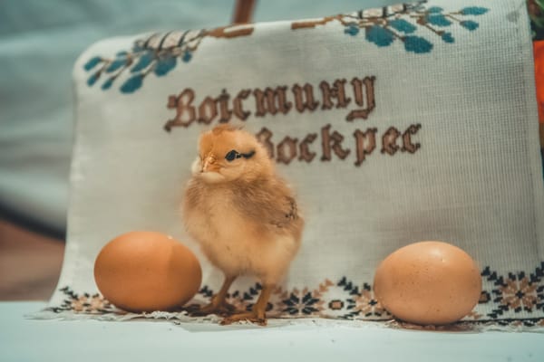 A yellow baby chick - the cartoon inspiration behind Hello World